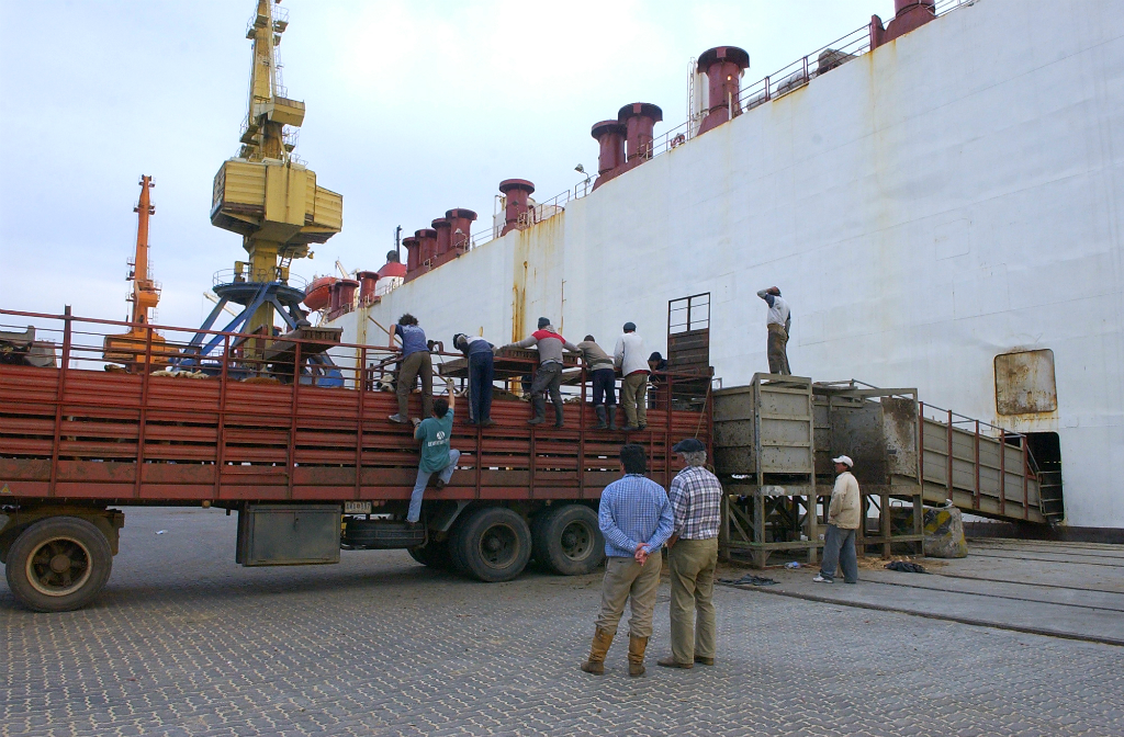 Embarque de ganado en el Puerto de Montevideo. Foto: El País