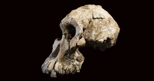 Australopithecus Anamensis