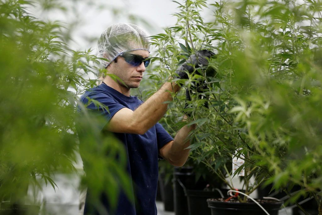 Cannabis. Foto: Reuters.