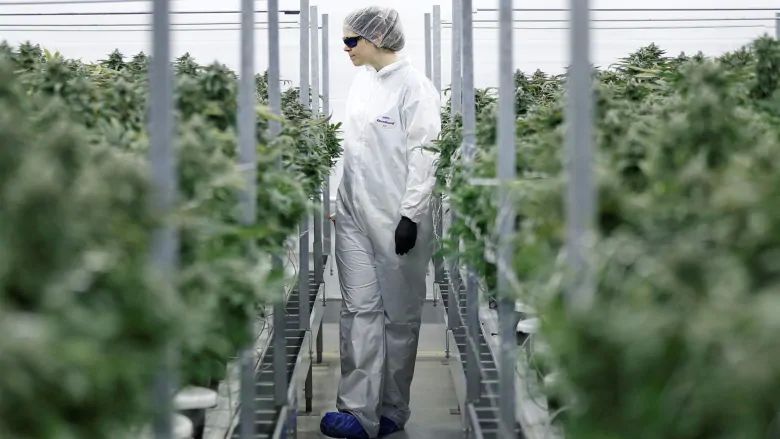 Cannabis de Canopy Growth. Foto: Reuters.
