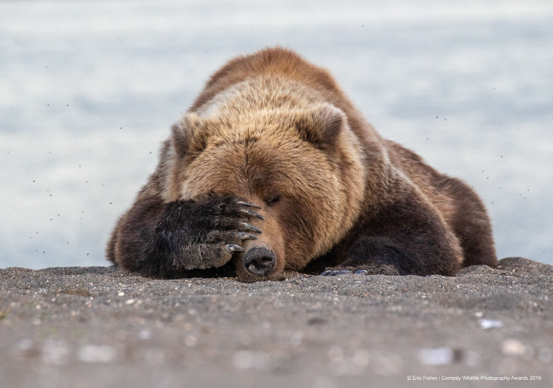 Oso. Foto: Comedy Wildlife Photo