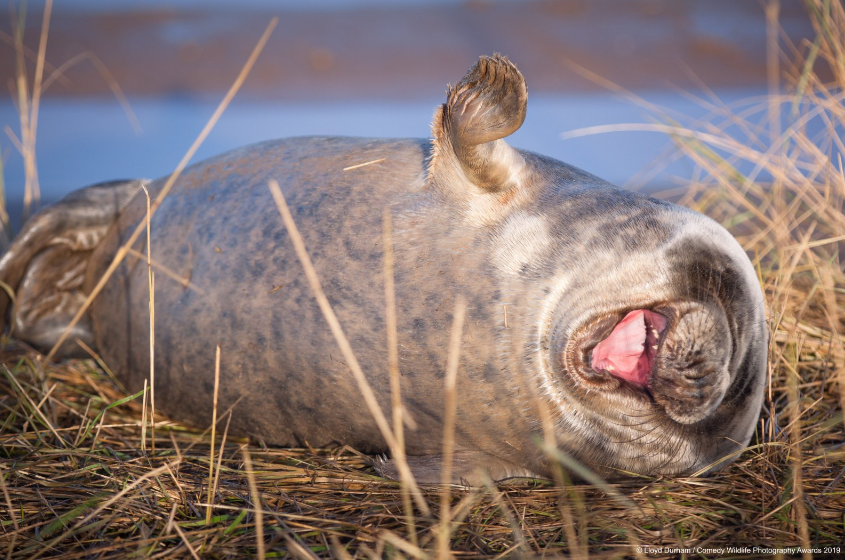 Foca riéndose. Foto: Comedy Wildlife Photo
