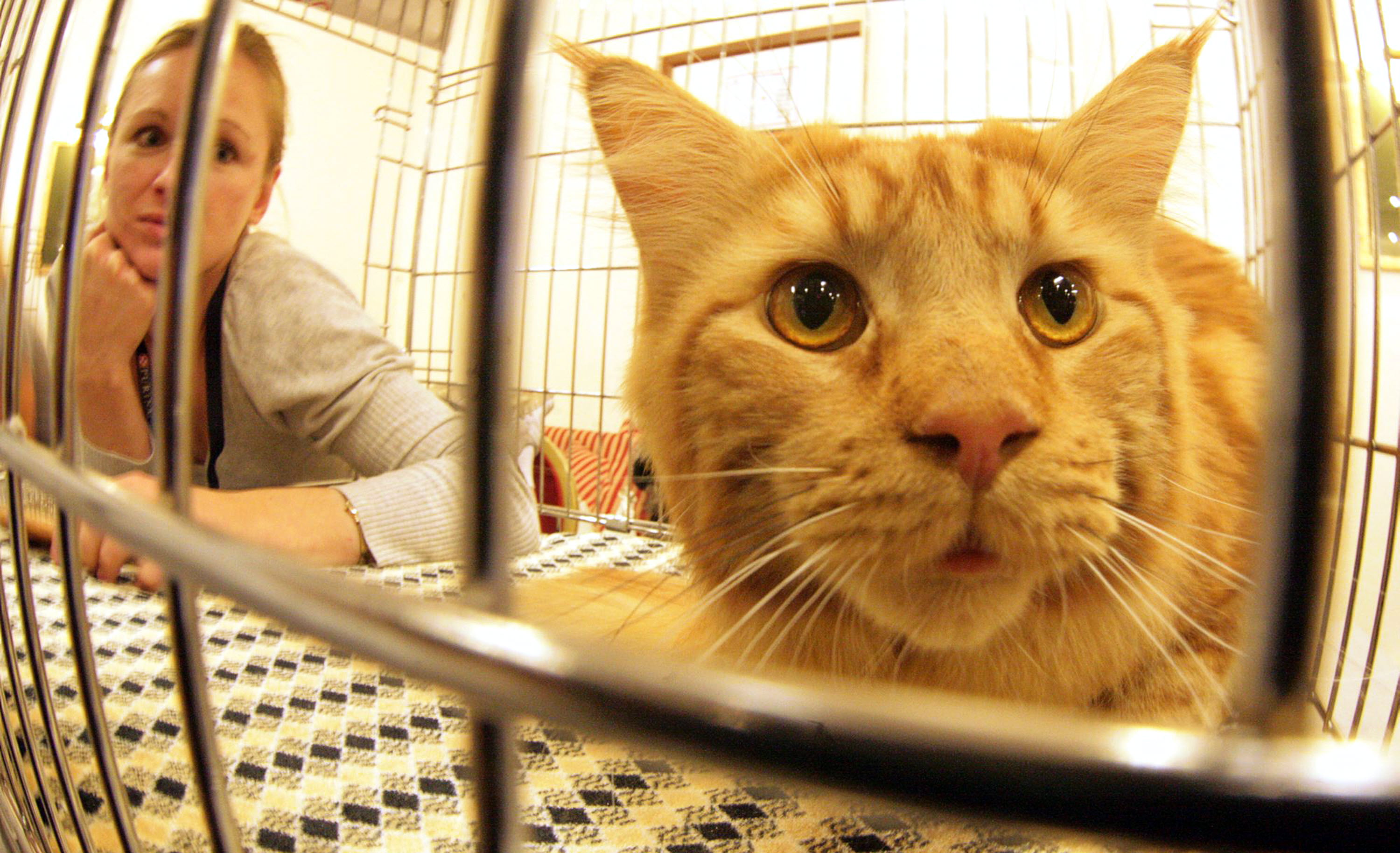 Mascotas. Foto: Archivo