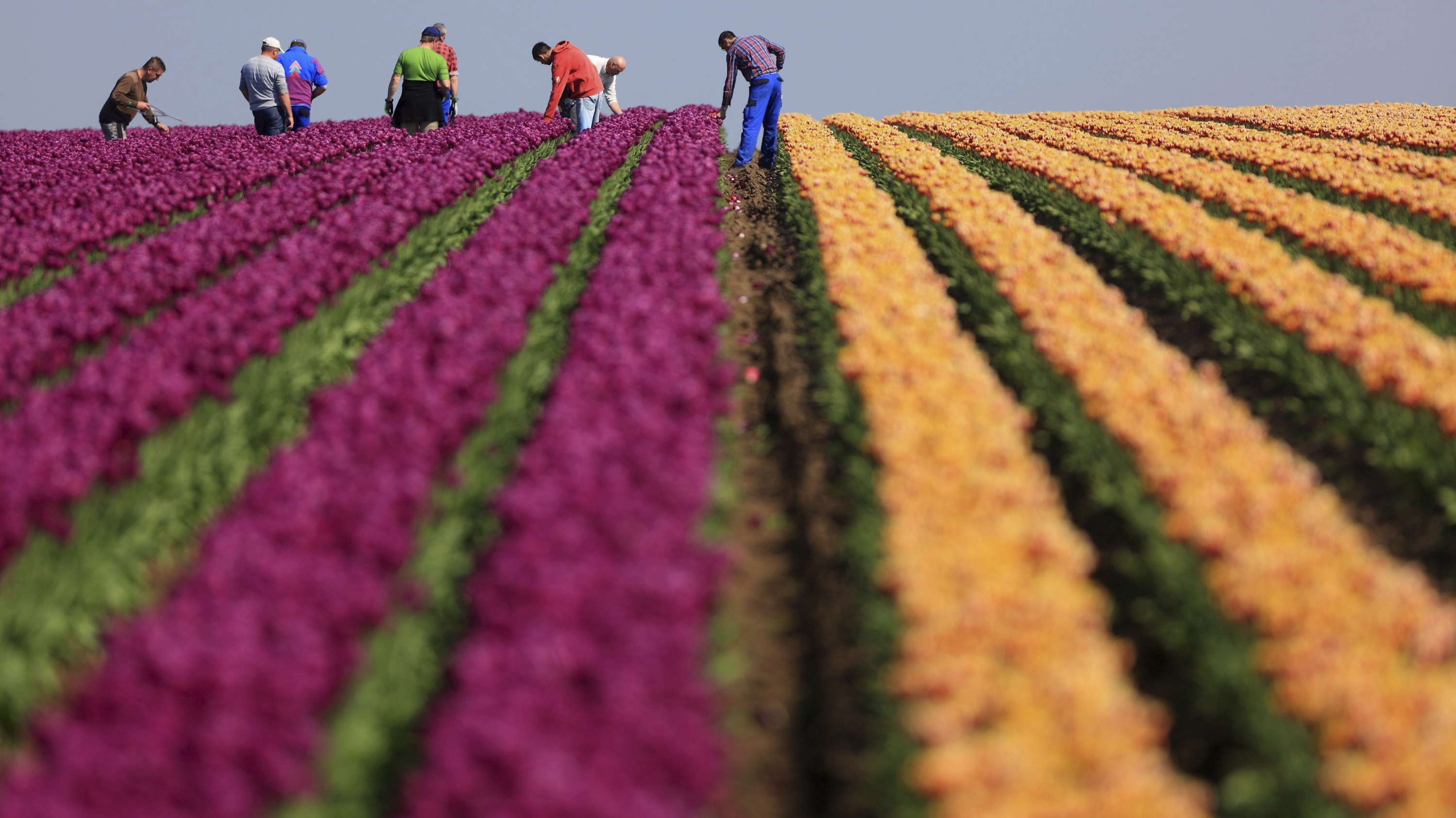 Tulipanes. Foto: Archivo El País
