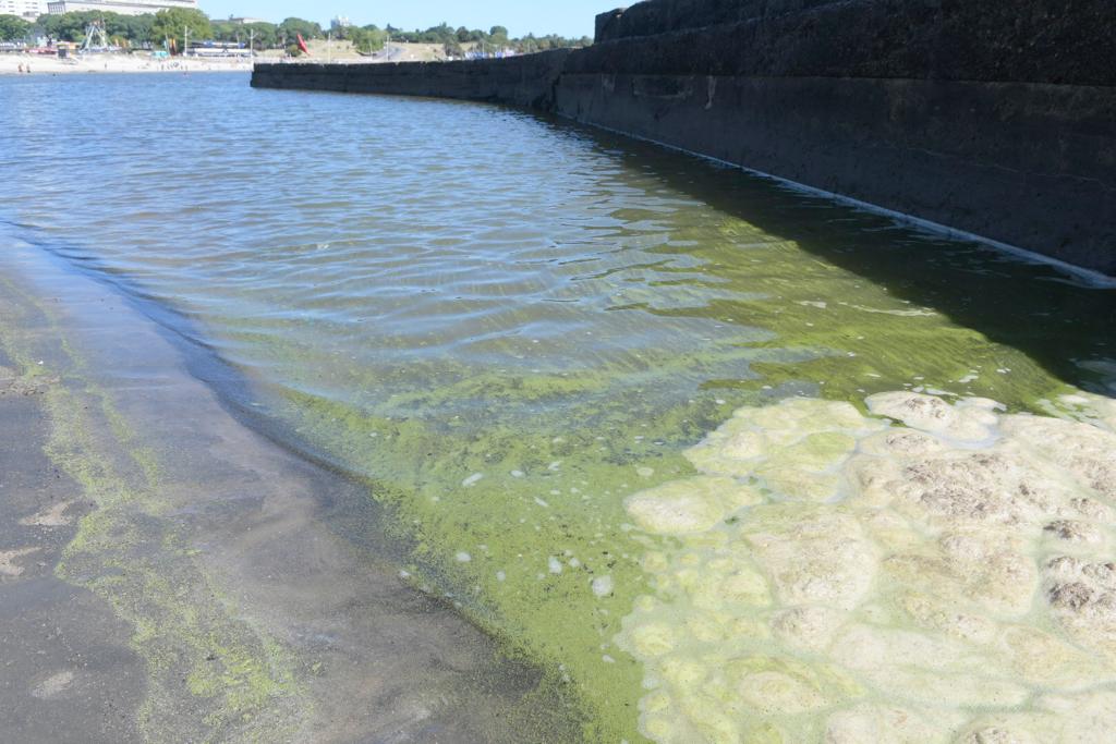 Cianobacterias en la playa Ramírez de Montevideo. Foto: Marcelo Bonjour.