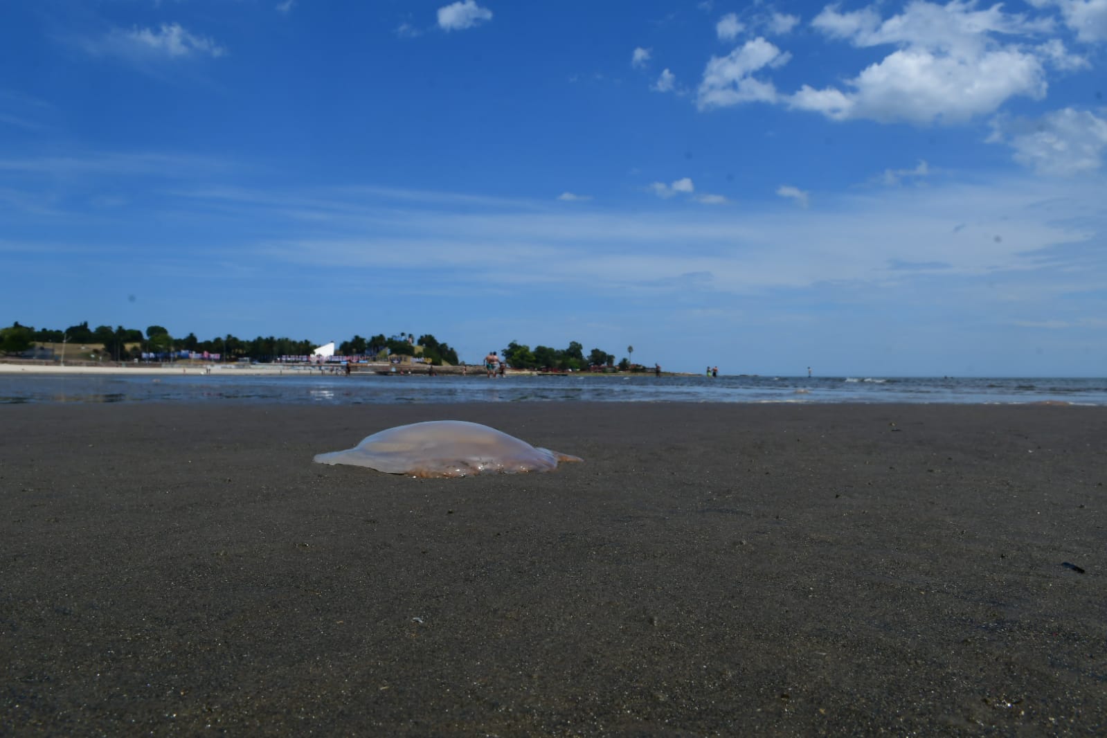 Este miércoles aparecieron medusas en las playas de Montevideo. Foto: Francisco Flores
