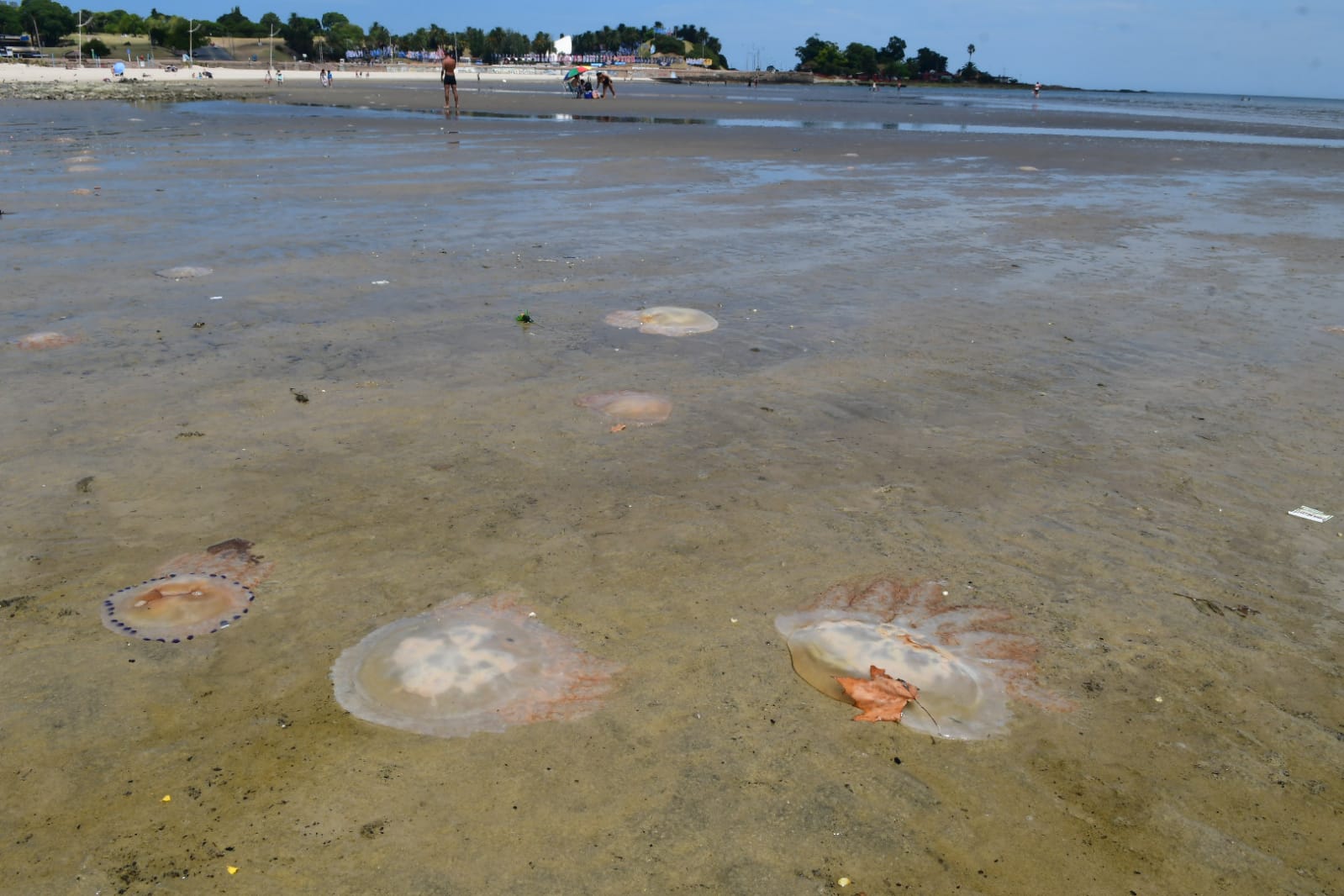 Este miércoles aparecieron medusas en las playas de Montevideo. Foto: Francisco Flores