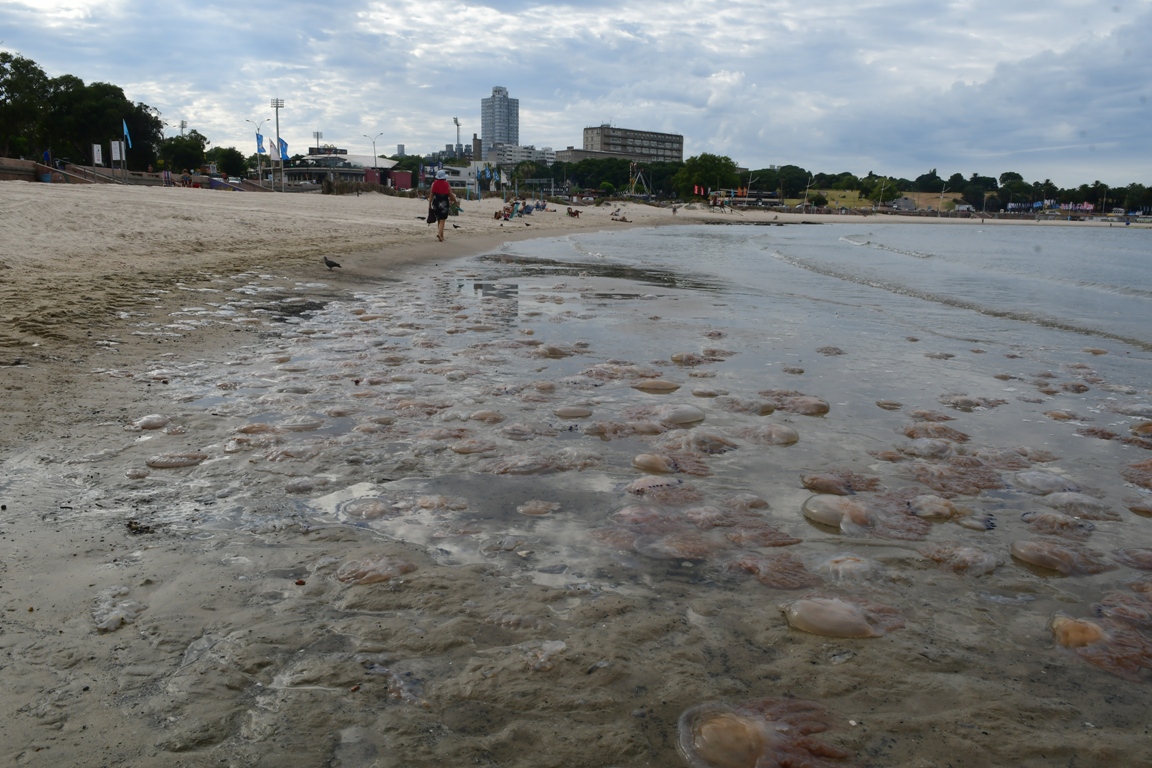 Aguavivas en Montevideo. Foto: Francisco Flores.