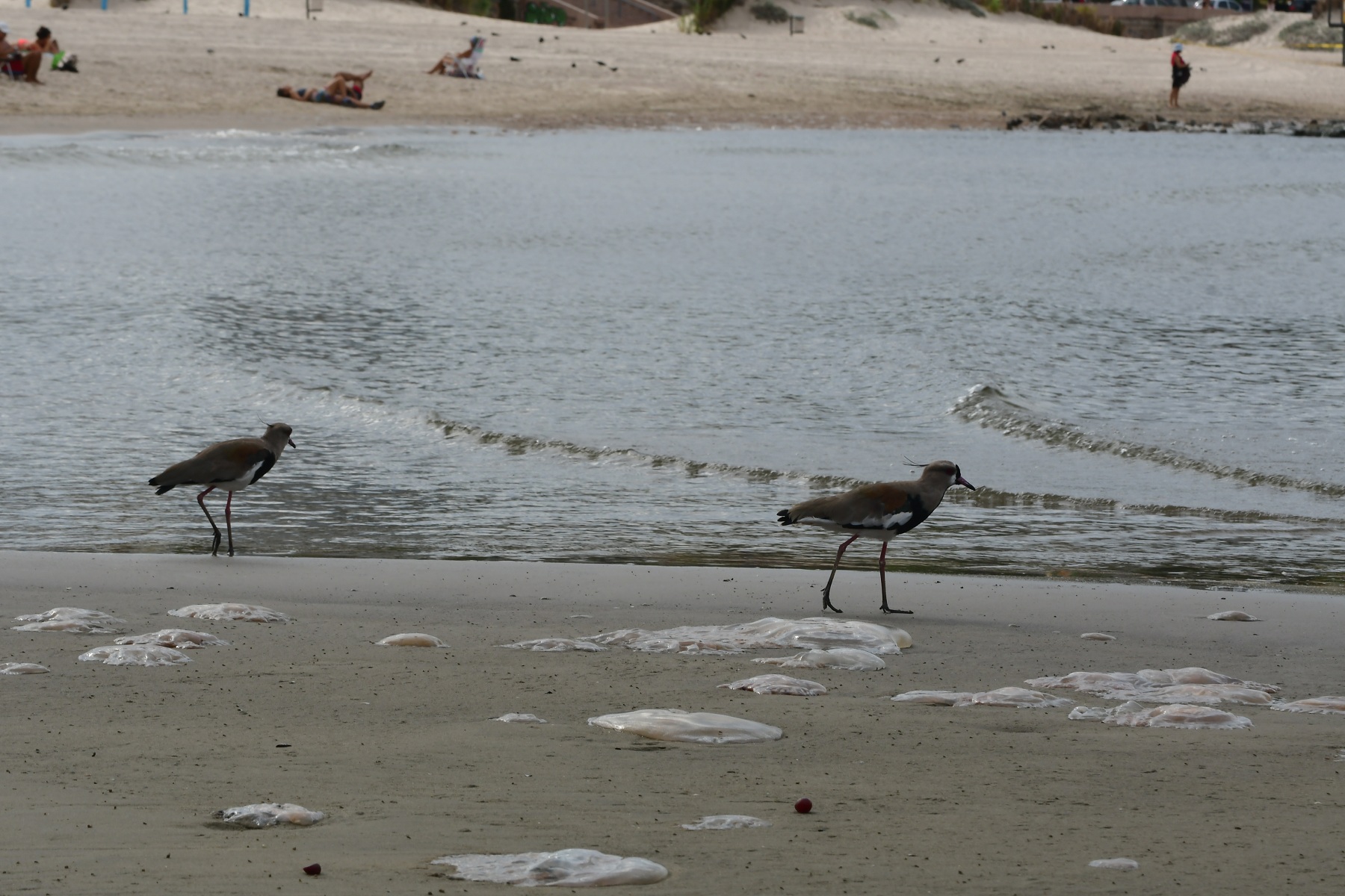 Aguavivas en Montevideo. Foto: Francisco Flores.