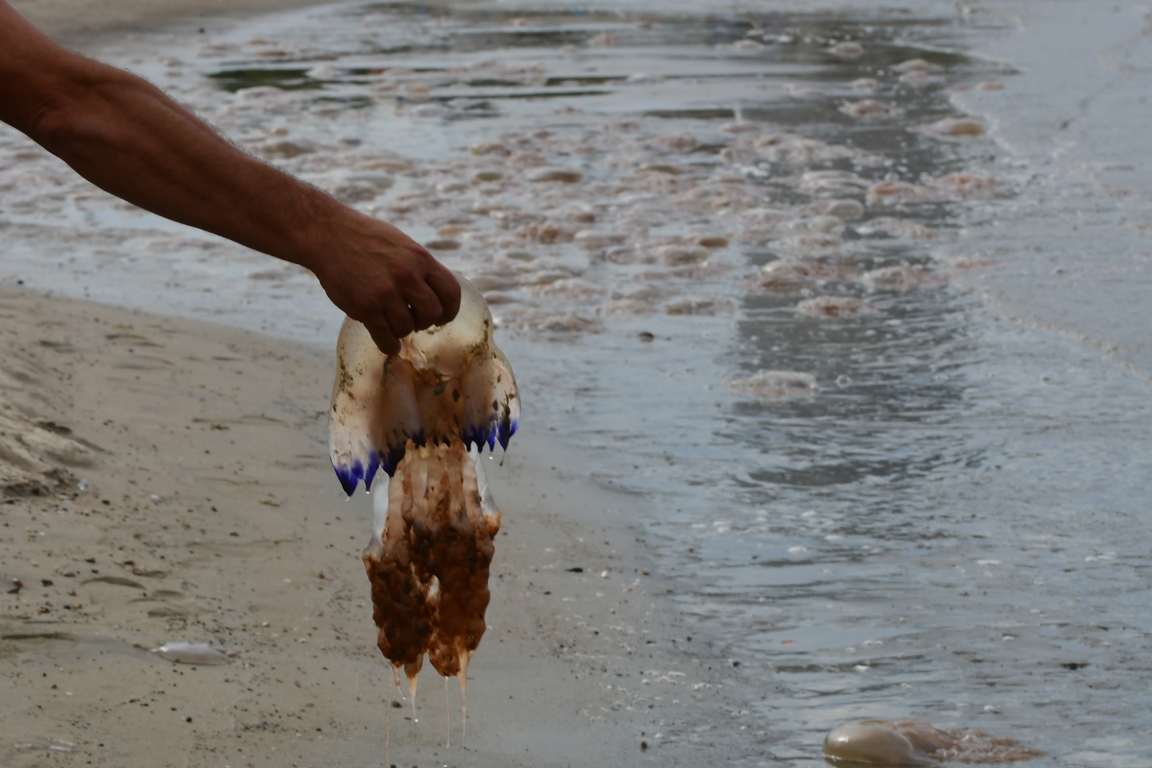 Aguavivas en Montevideo. Foto: Francisco Flores.