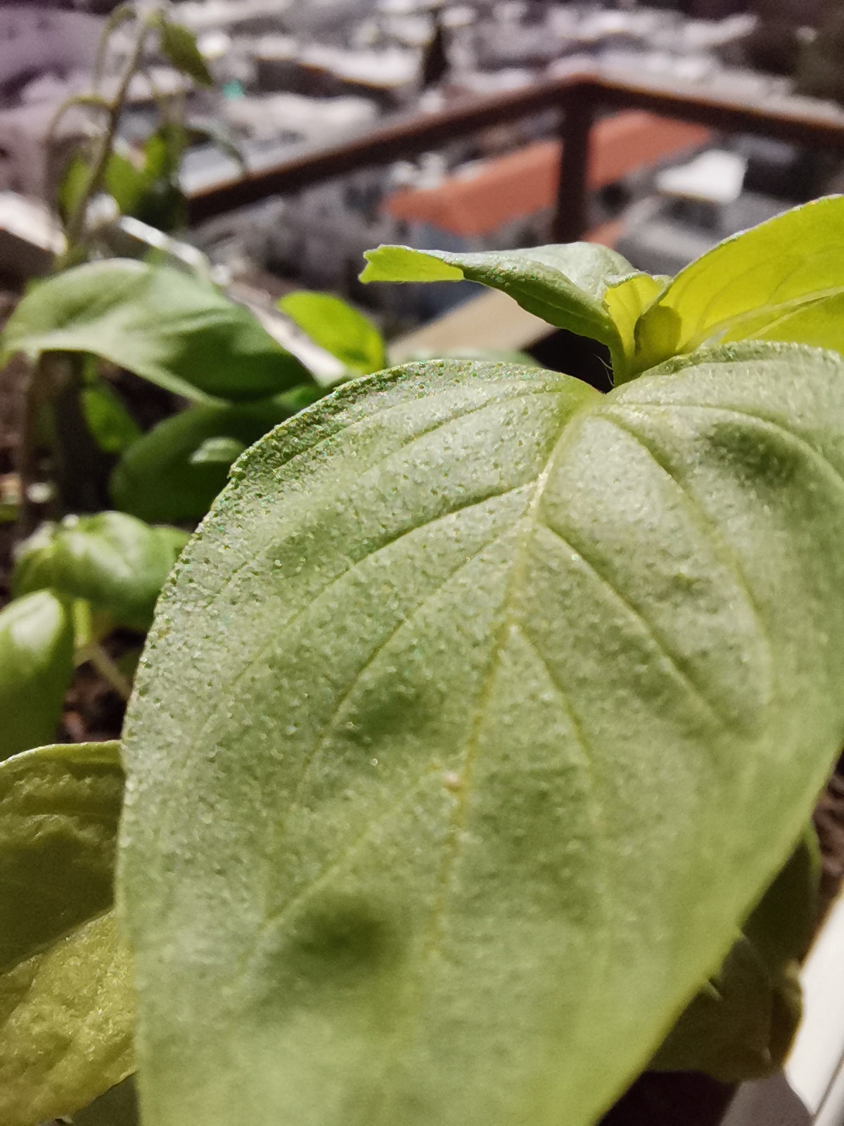 Lente macro, Huawei Nova 5T. Foto: Mariana Malek