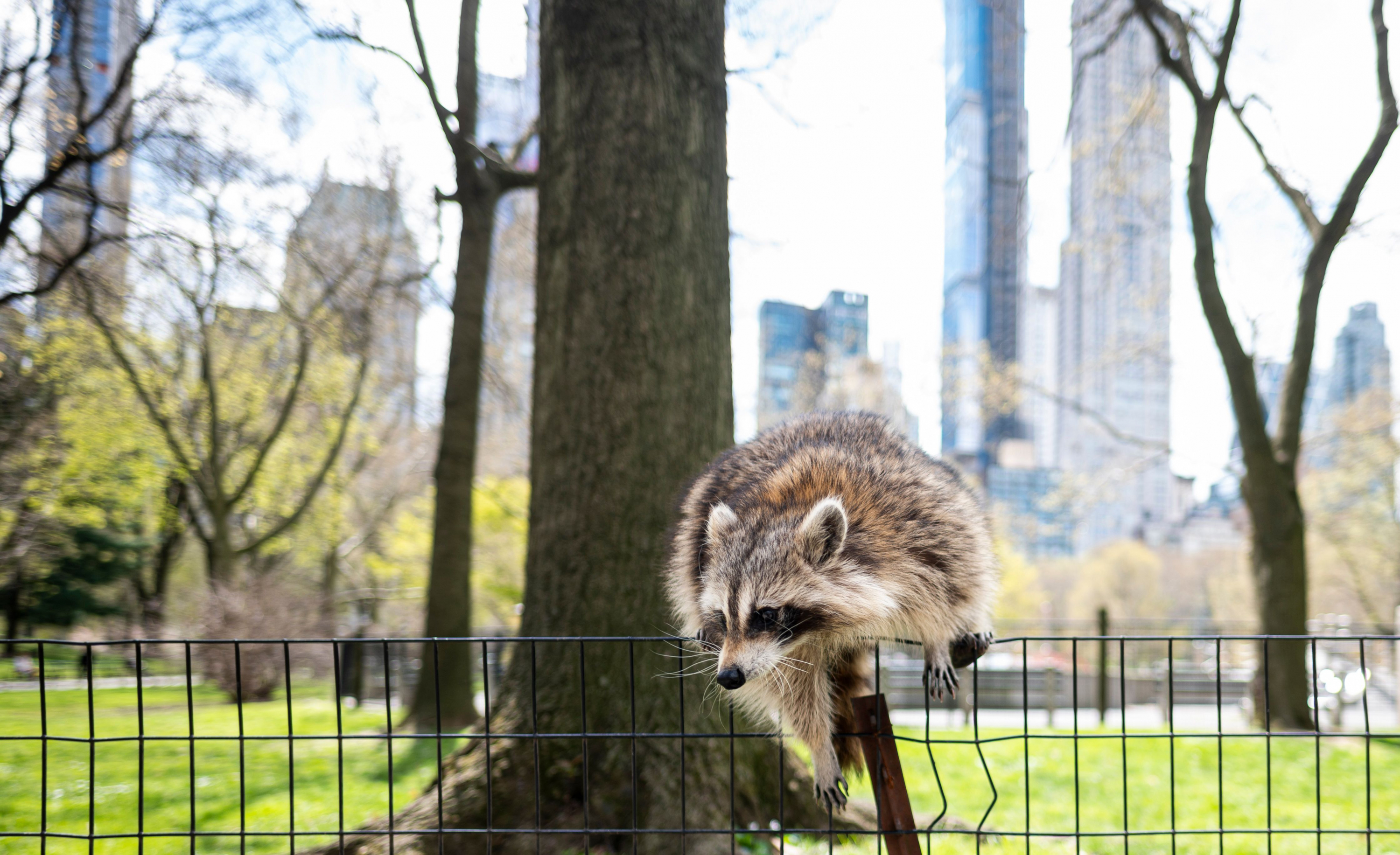 Mapache en el Central Park, Estados Unidos. Foto: AFP