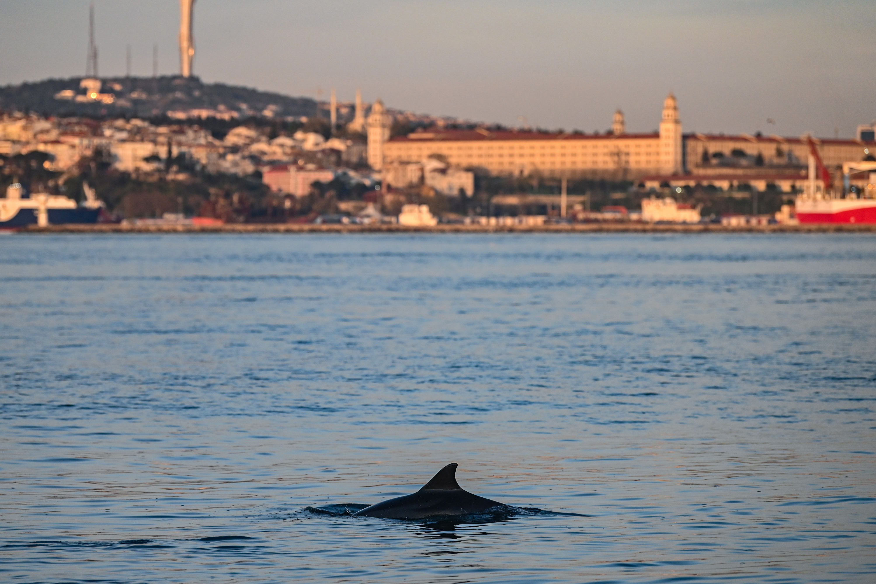 Delfines en Estambul. Foto: AFP