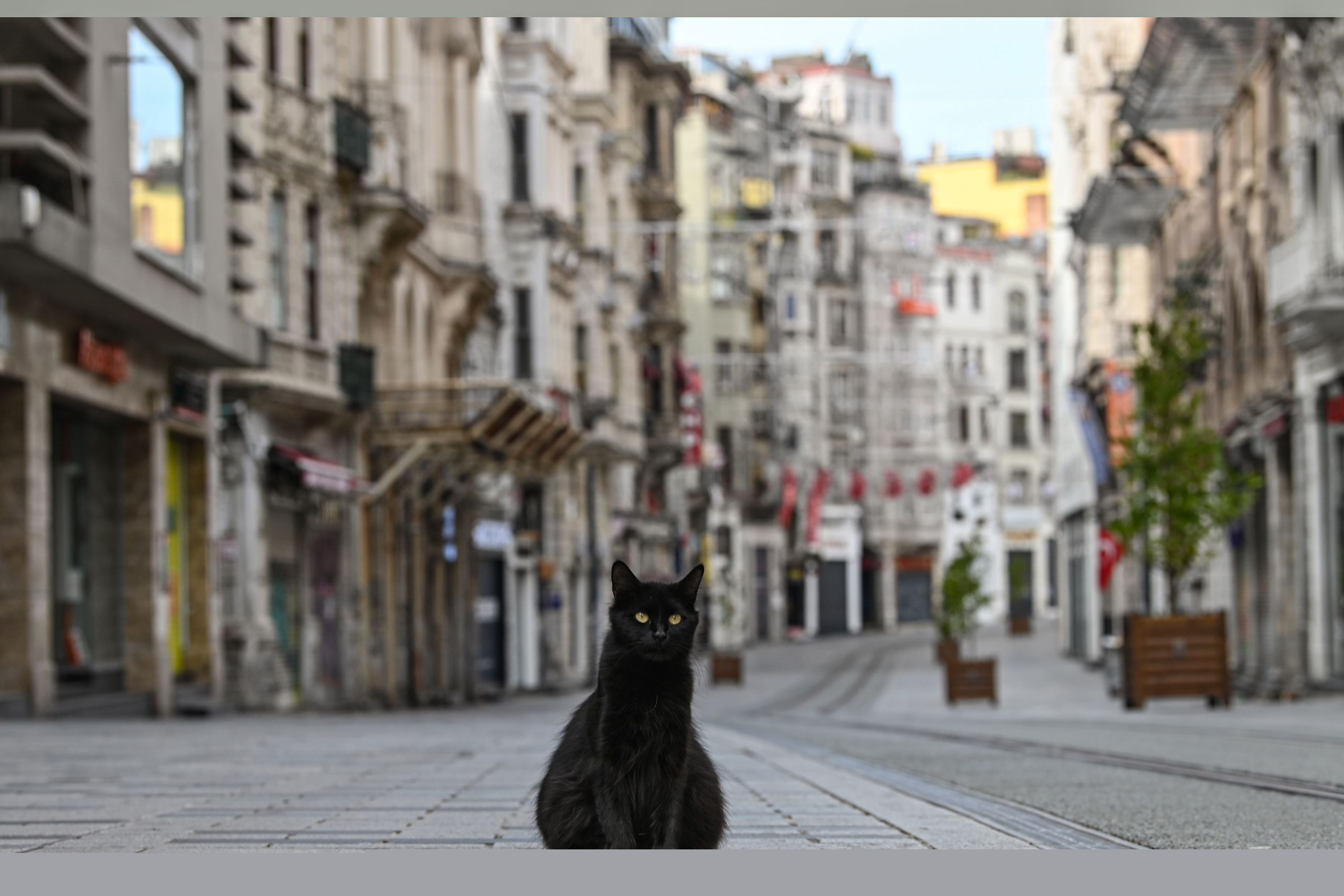 Un gato en las calles desiertas de Estambul. Foto: AFP