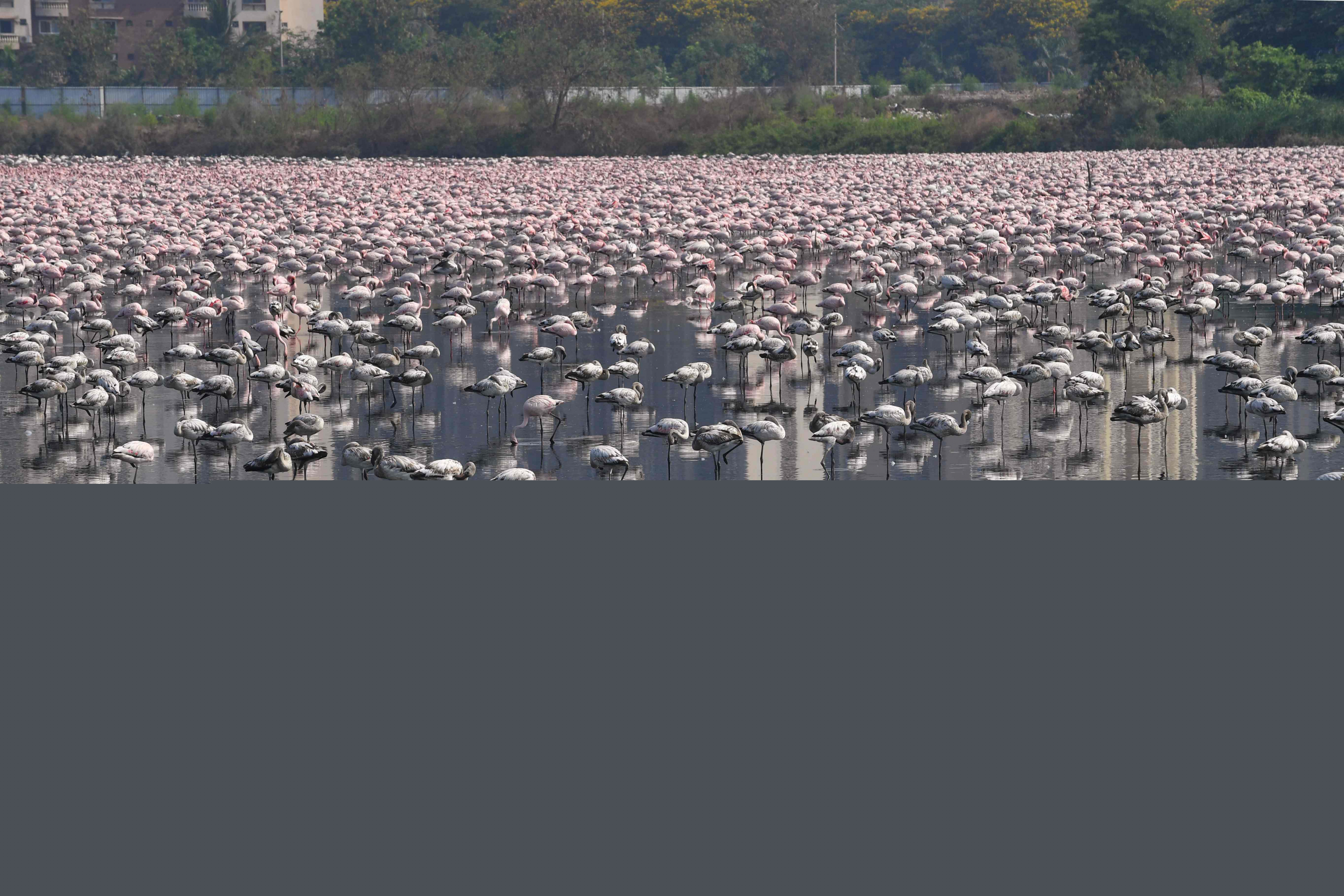 Flamencos en Mumbai. Foto: AFP