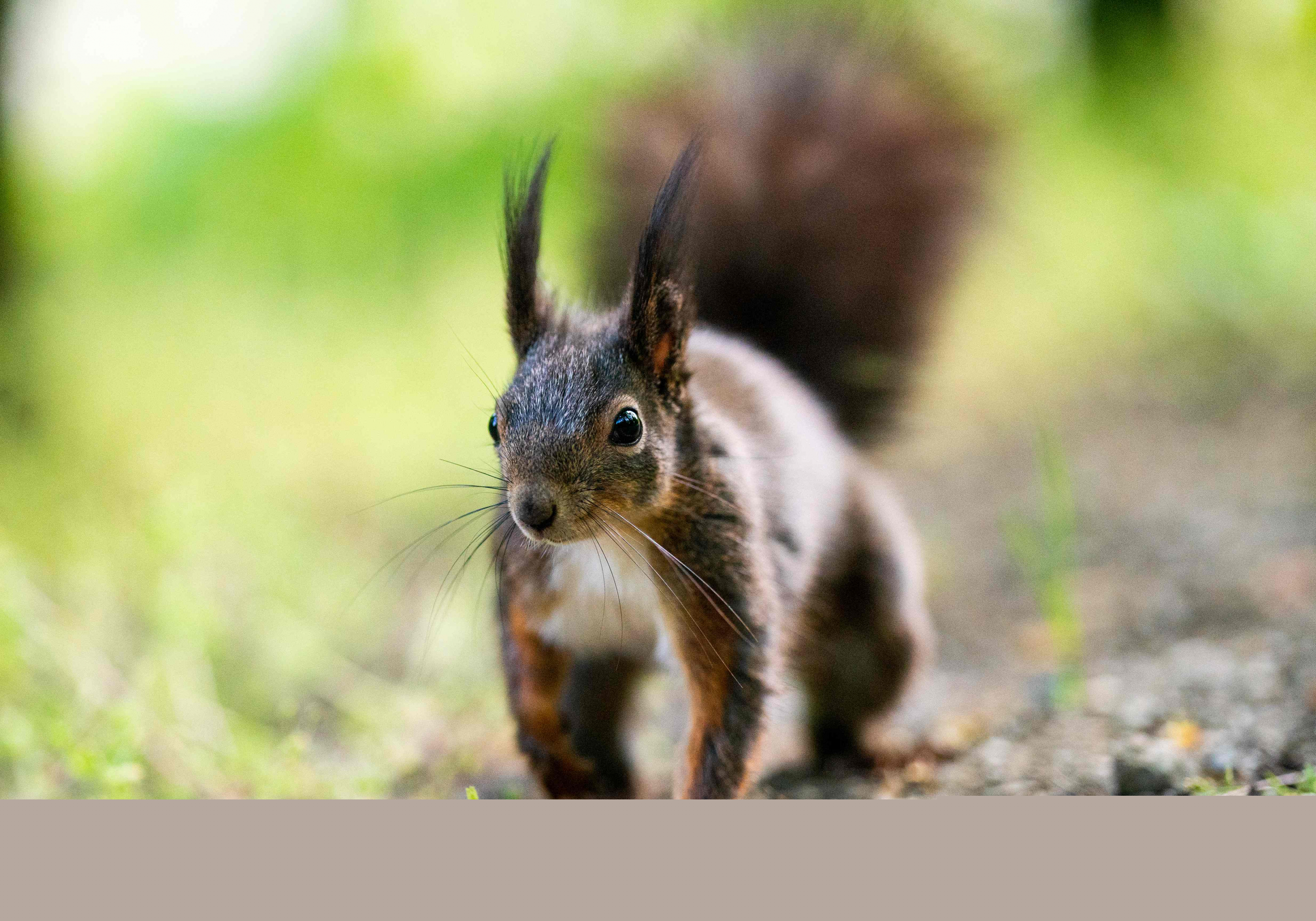 Ardilla en Austria. Foto: AFP