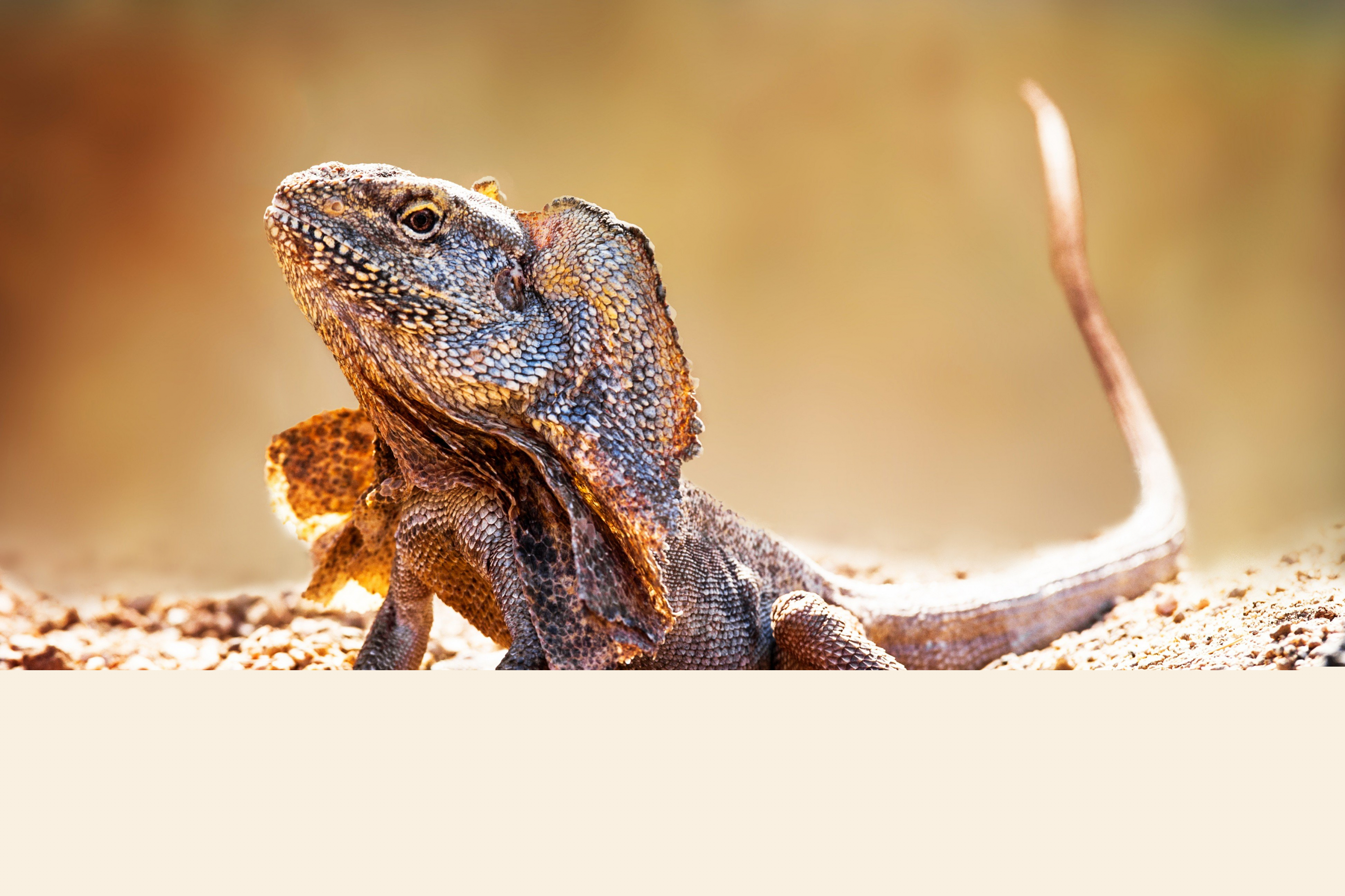 Lagartija. Foto: Shutterstock.