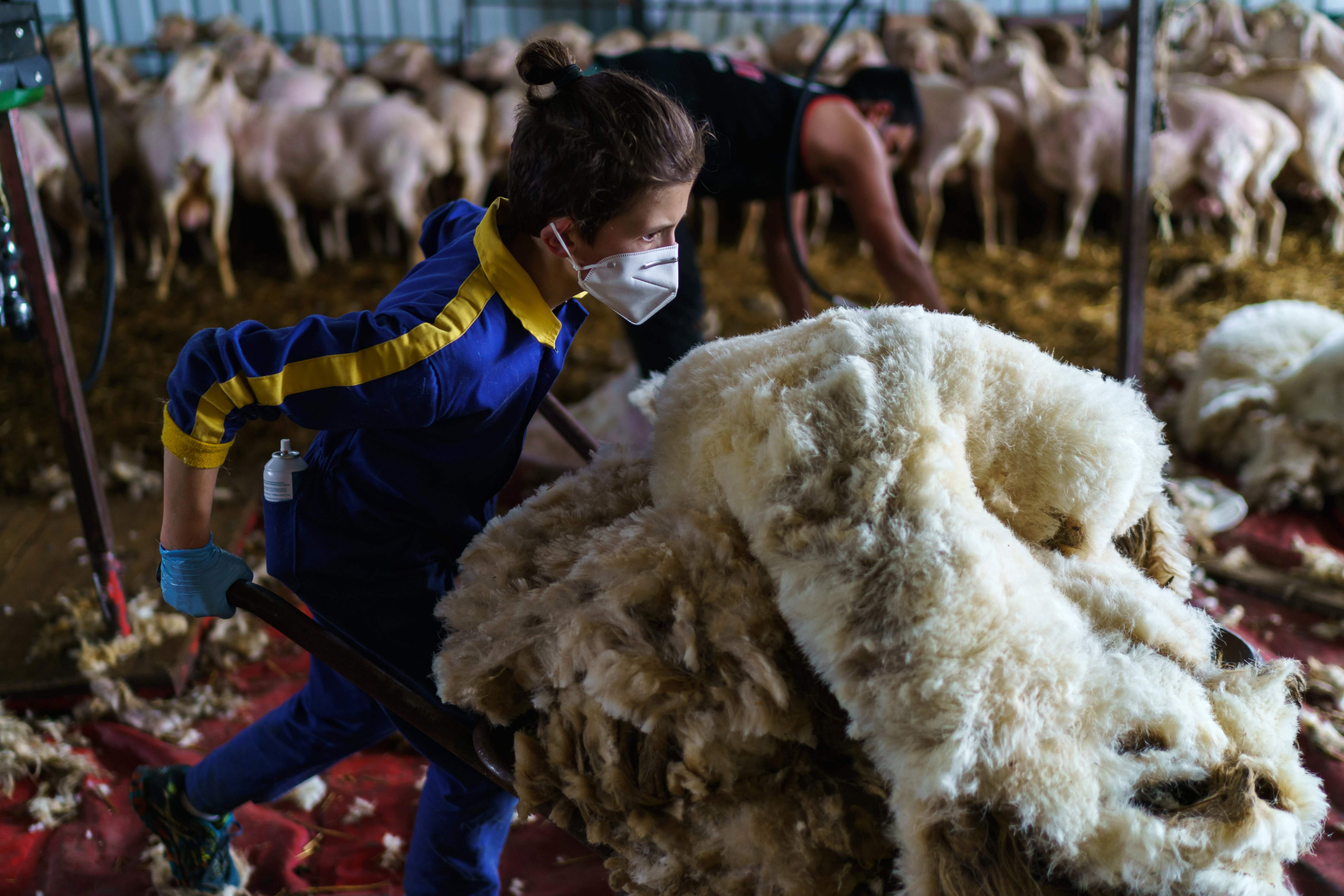 Esquiladores uruguayos salvaron la zafra en España. Foto: AFP.