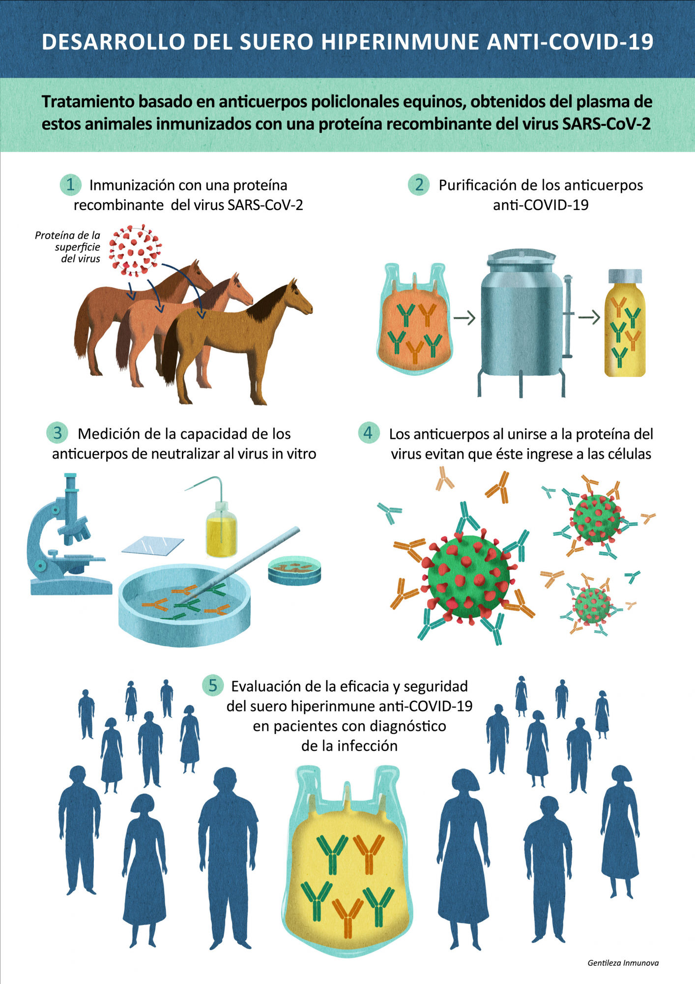 Desarrollo del suero equino anti-COVID-19