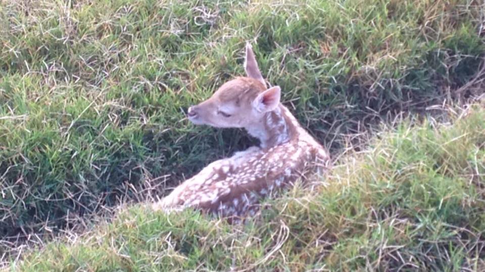 Ciervo. Foto: Parque Lecocq