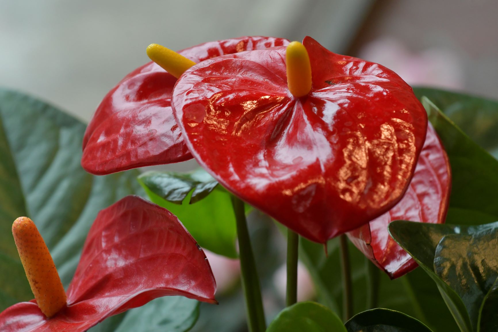 Plantas de Florería Argentina