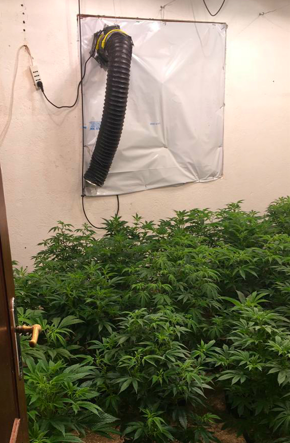 Laboratorio clandestino de marihuana en Ciudad de la Costa que tenía Machado.