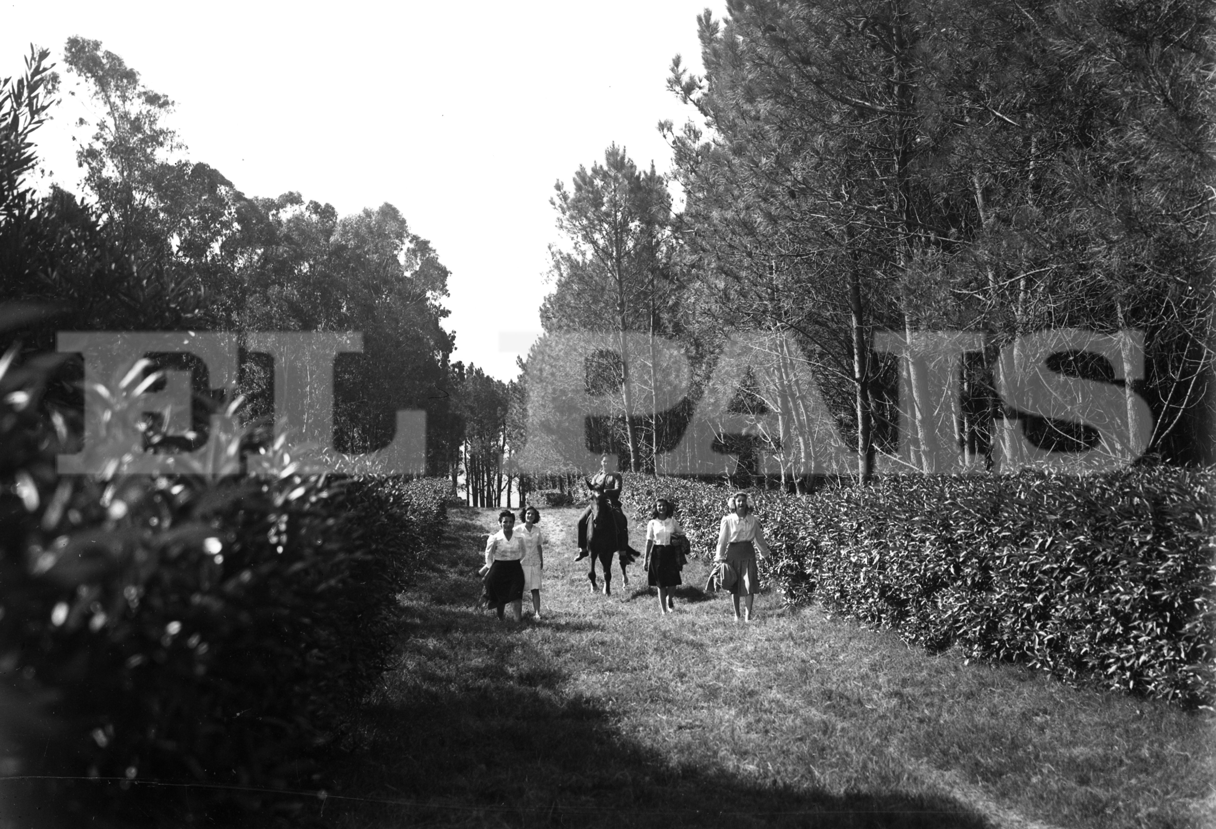 Un paseo entre la frondosa vegetación de la isla Gorriti hacia 1945. Foto: Archivo El País.