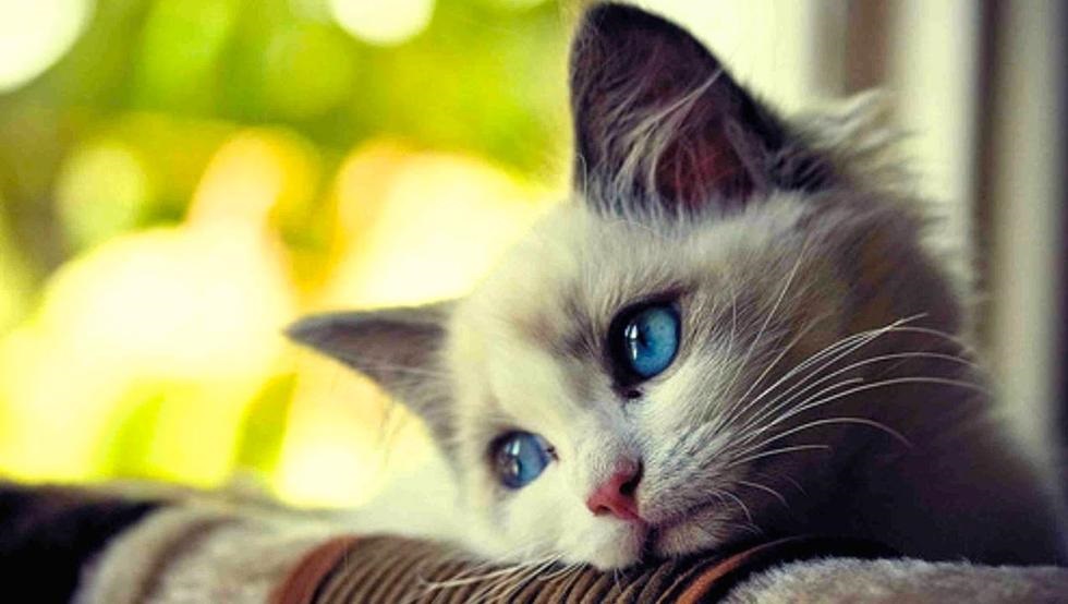 Los gatos son más sutiles en sus cambios de humor, pero hay que aprender a conocerlos.