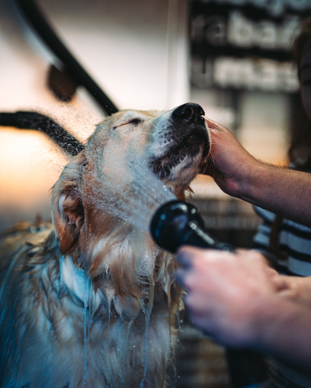 Klin! Wash también abrió un box para baño de mascotas. Foto: Difusión.