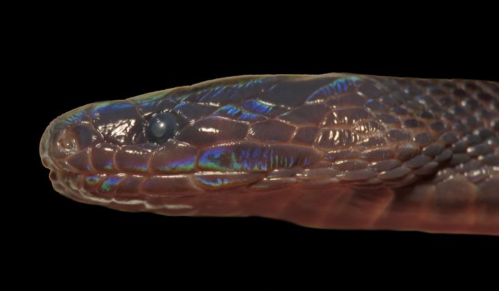 Nueva especie de serpiente Achalinus zugorum.