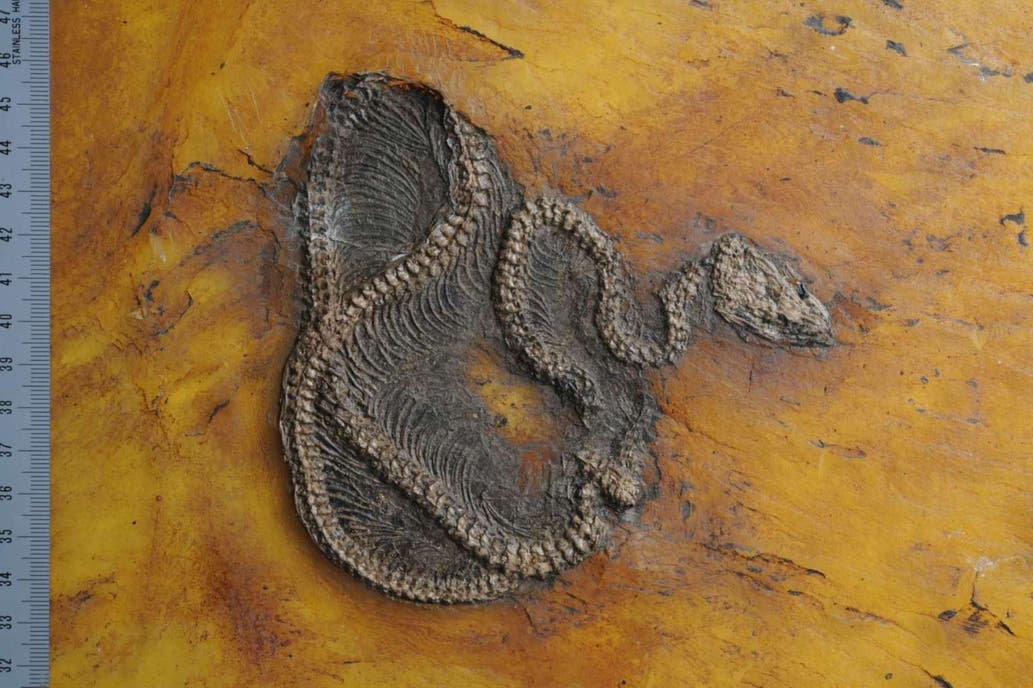 Fósil de la serpiente pitón más antigua del mundo. Foto: Instituto Senckenberg