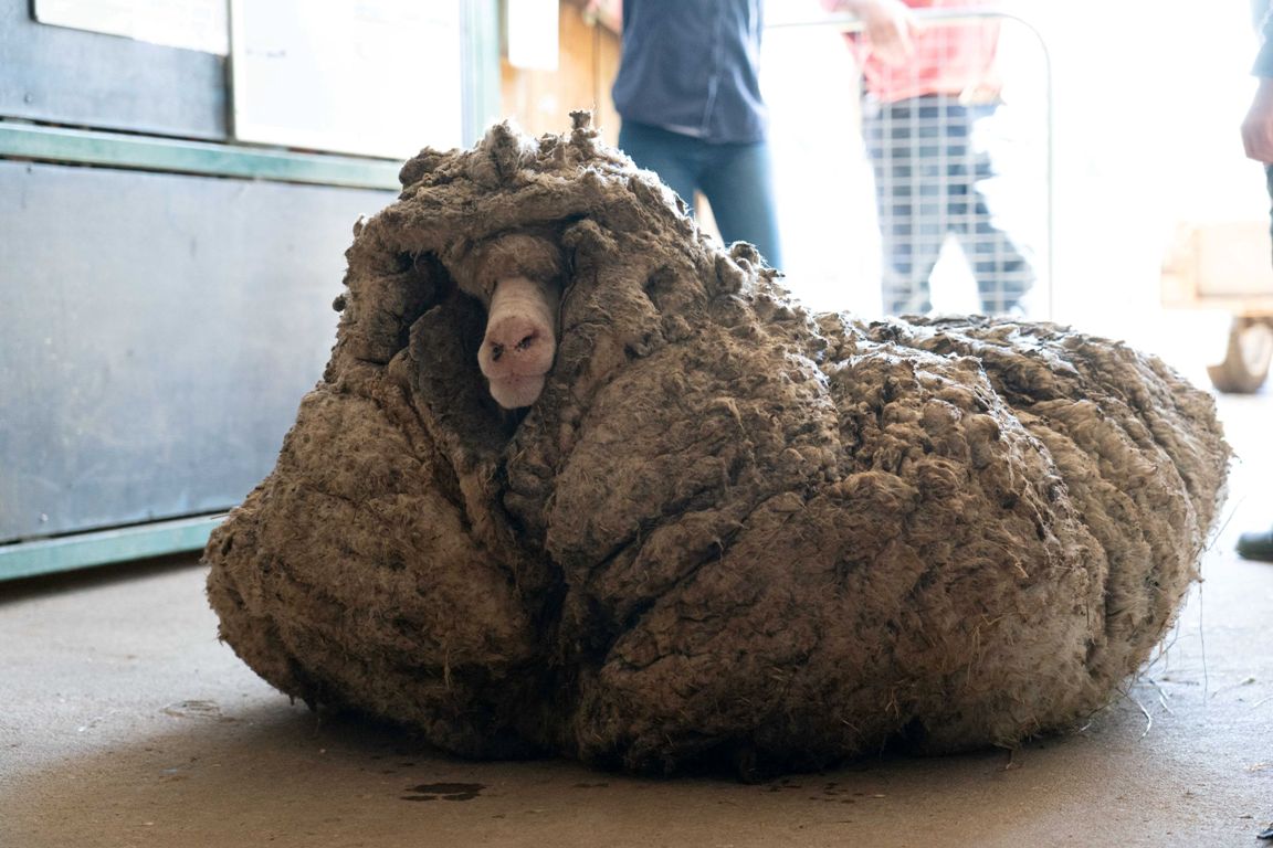 Baarack, la oveja australiana que fue despojada de 35 kilos de pelaje. Foto: Reuters.
