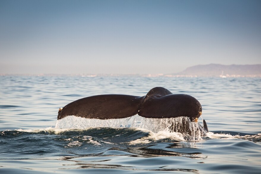 Riviera Nayarit. Foto: La Nación (GDA)