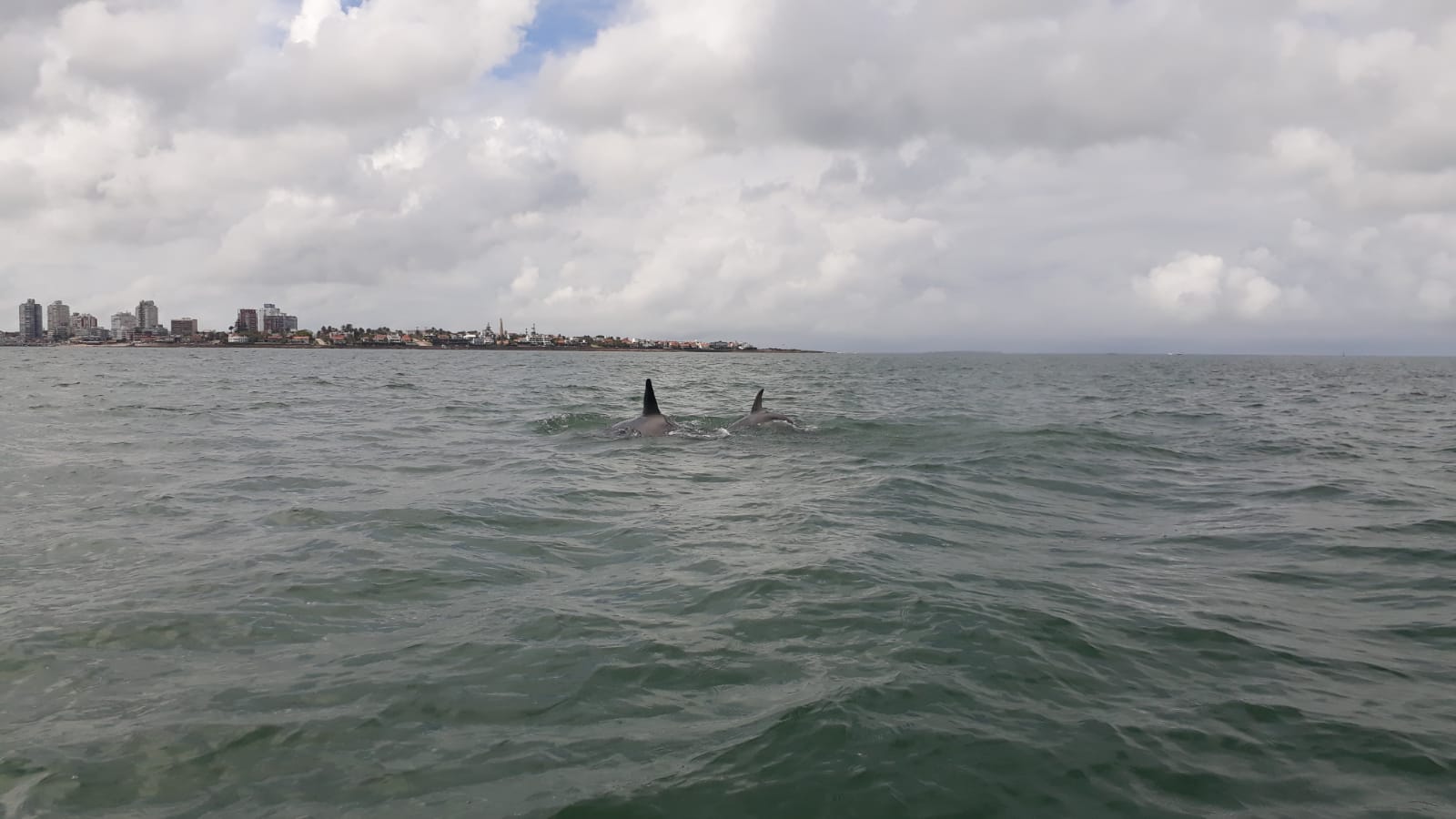 Un grupo de navegantes avistó orcas en Punta del Este. Foto: Carlos Gatti.