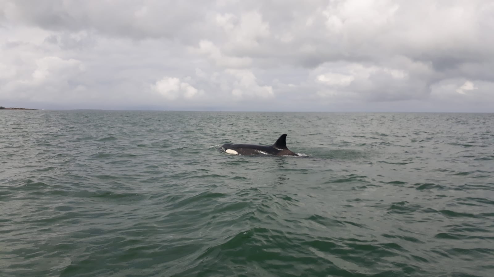 Un grupo de navegantes avistó orcas en Punta del Este. Foto: Carlos Gatti.