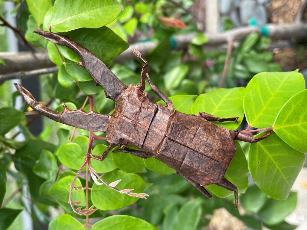 Gabriel Rodríguez (origami)