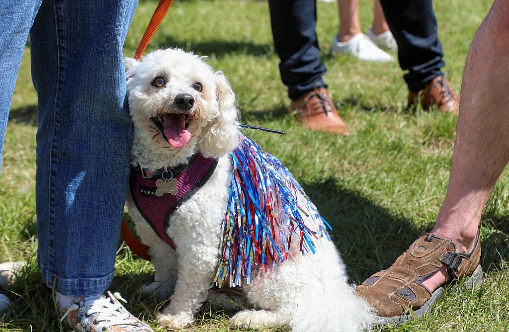 Perro de raza en una plaza junto a su dueño. Foto: AFP
