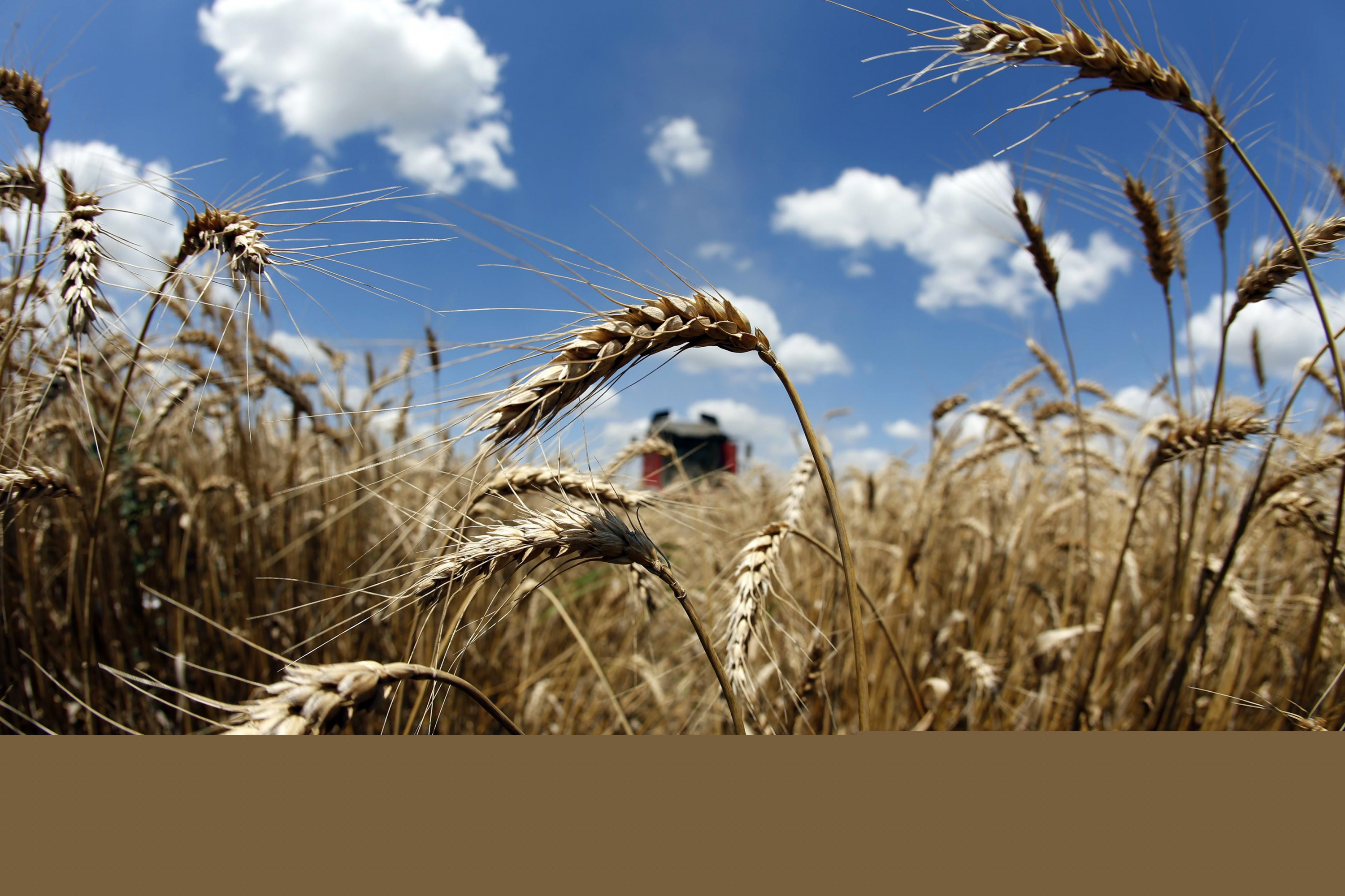 Plantación de trigo. Foto: Archivo El País