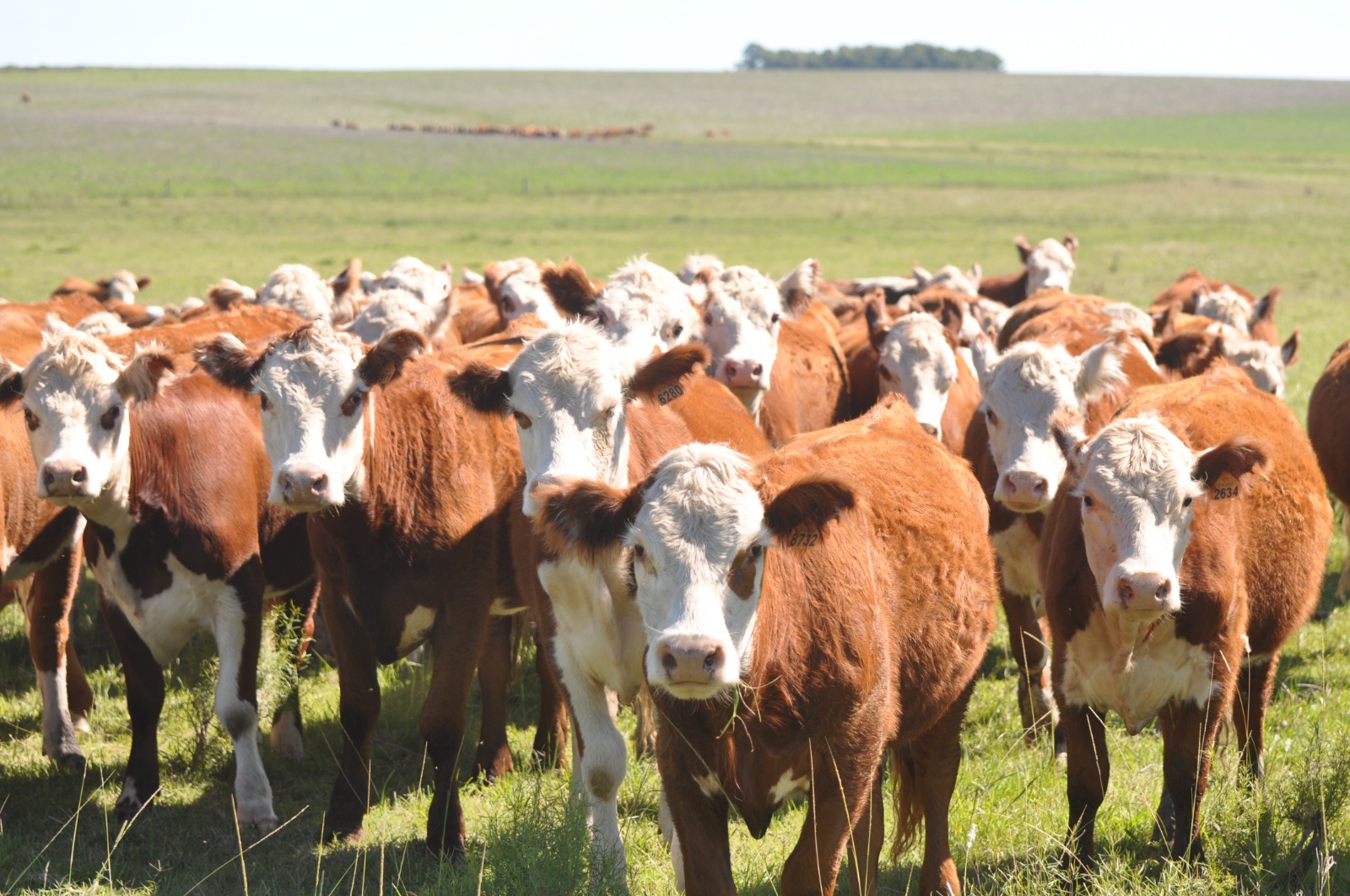 Ganado vacuno en el campo. Foto: Archivo