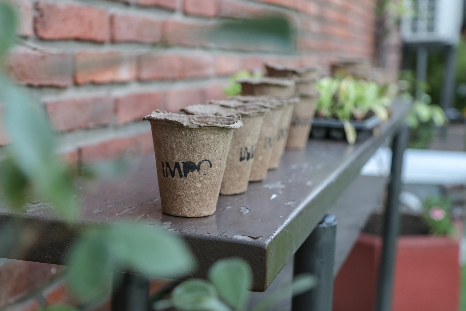 Huerta en el IMPO. Foto: Comunicación Sur