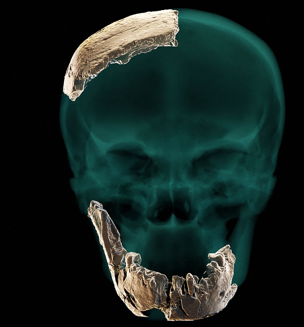 Reconstrucción del cráneo del Homo Nesher Ramla a partir de los restos encontrados en Israel. Foto: AFP