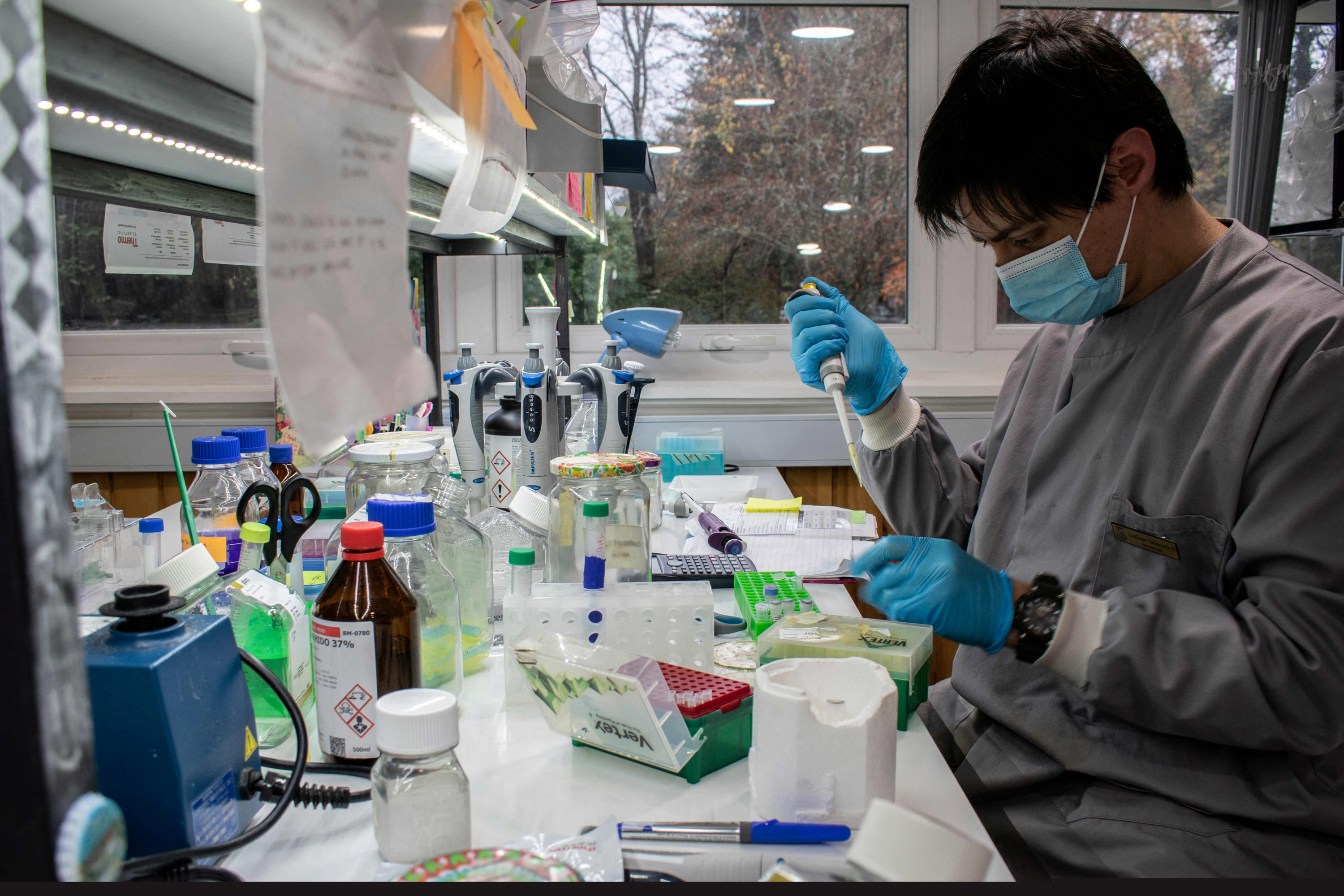 Científicos que trabajan en el laboratorio universitario en el desarrollo de anticuerpos de la Universidad Austral de Chile. Foto: AFP.