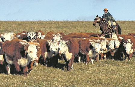 Ganado vacuno en el campo. Foto: Archivo