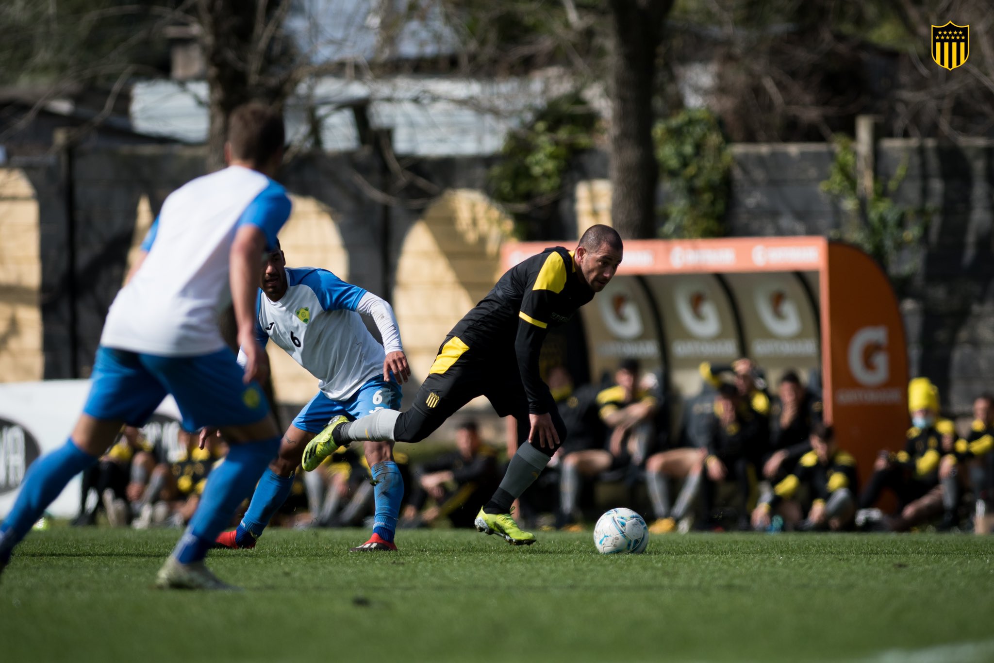 Walter Gargano en el amistoso entre Peñarol y Cerrito en Los Aromos. Foto: @OficialCAP.
