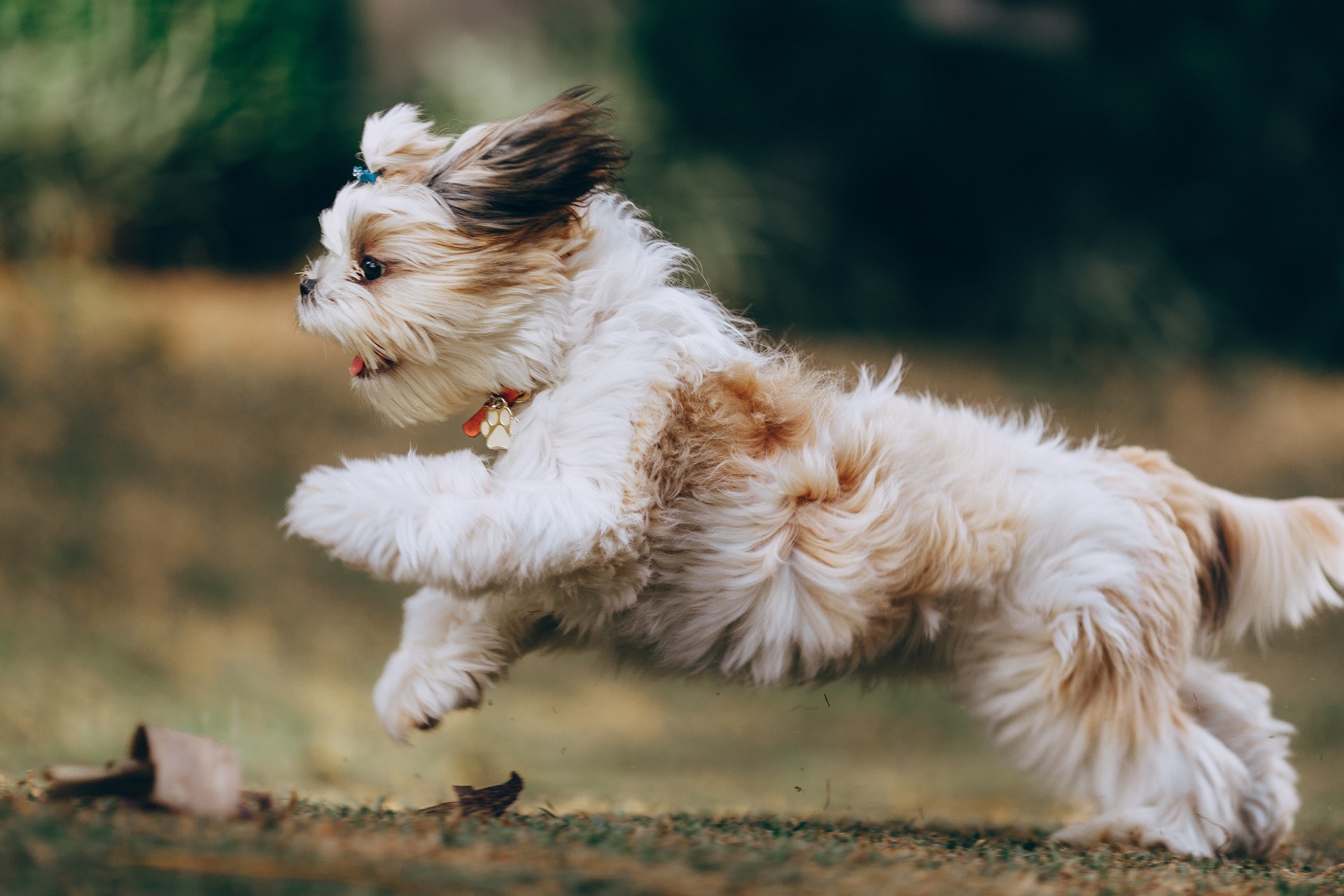 Perro de raza Shih Tzu. Foto: Pexels