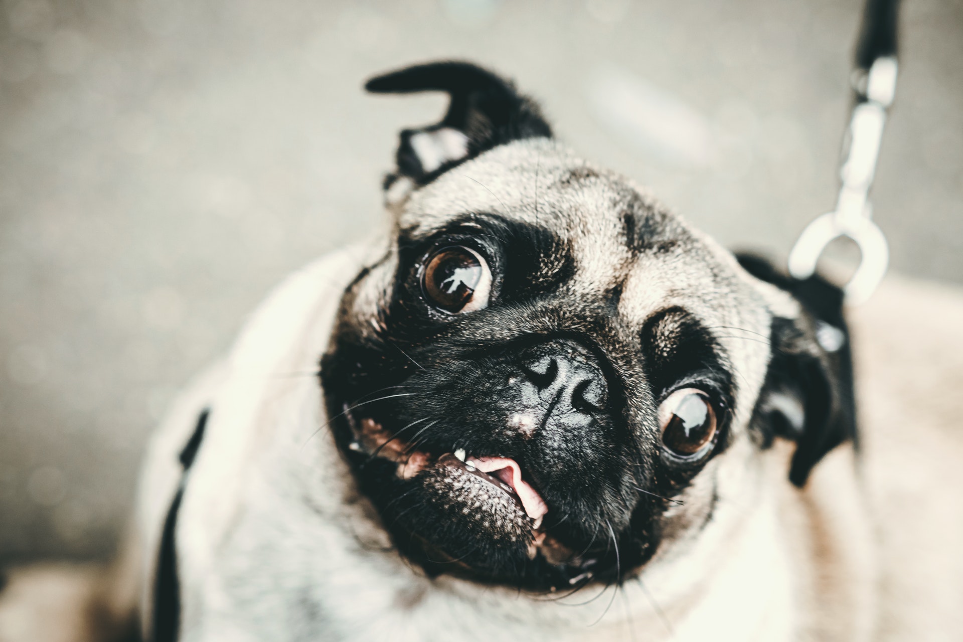 Pug. Foto: Pexels