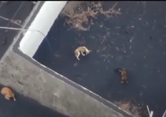 Perros en La Palma alimentados por drones. Foto: Youtube/El Universal