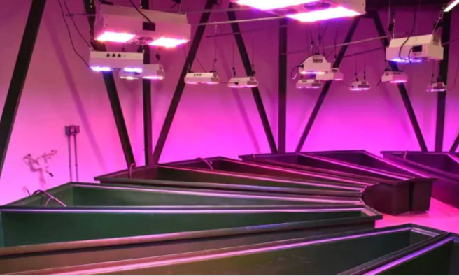 El laboratorio de acuaponía para que los residentes cultiven sus propias frutas y verduras. Foto: La Nación