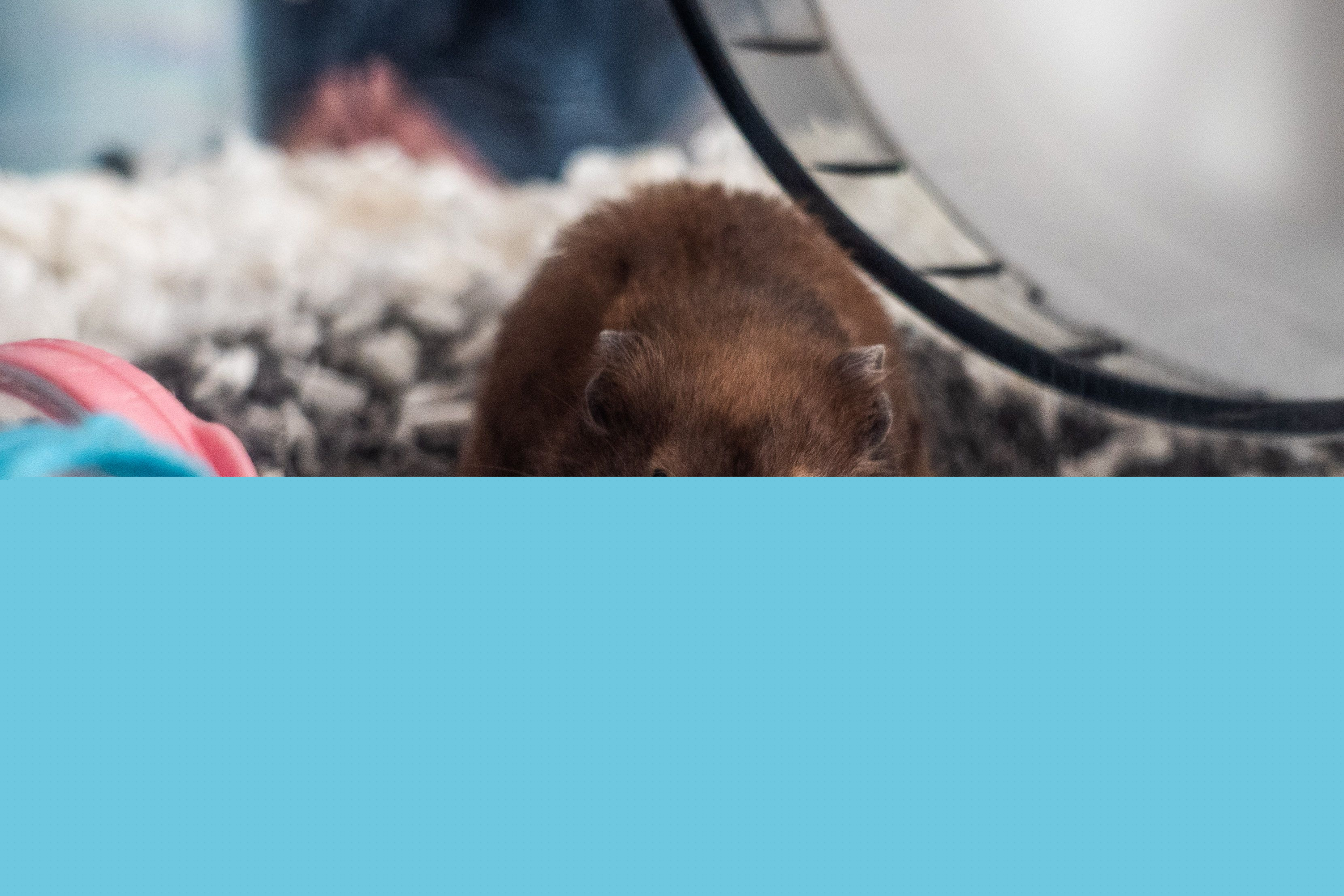 Un hámster en su jaula. Foto: AFP