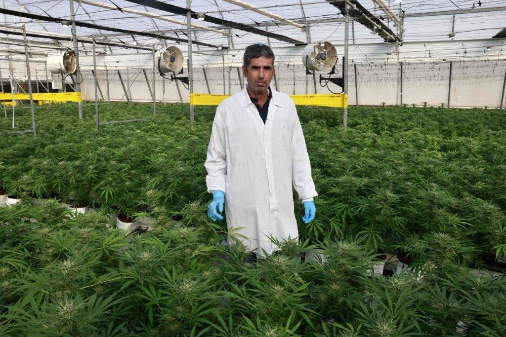 Cannabis cultivado en Israel. Foto: AFP.